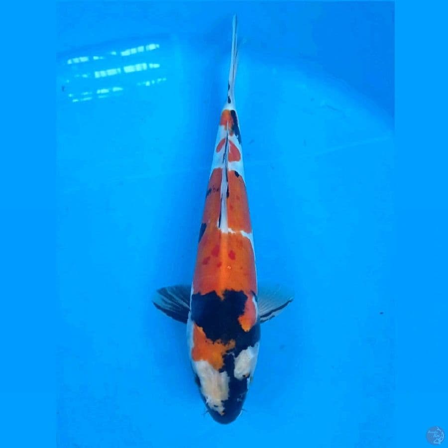 showa doitsu, 27 cm