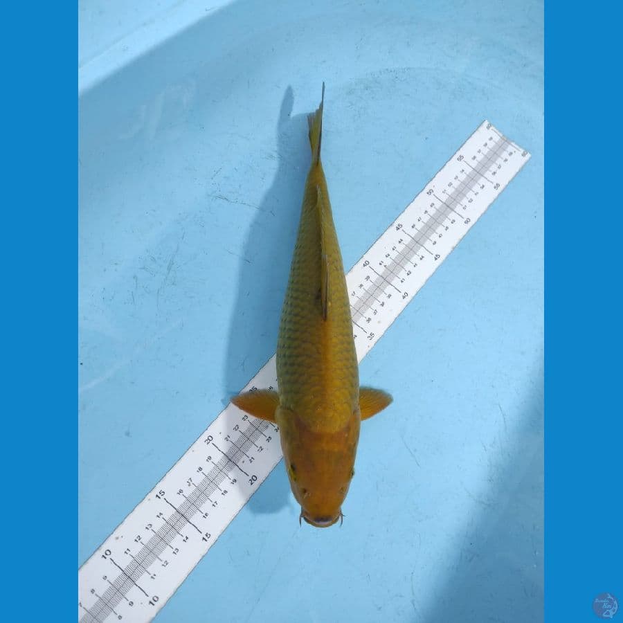 cagoi hijau good fukurin 36 cm