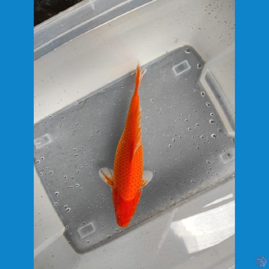 kajiro 36 cm godd fukurin
