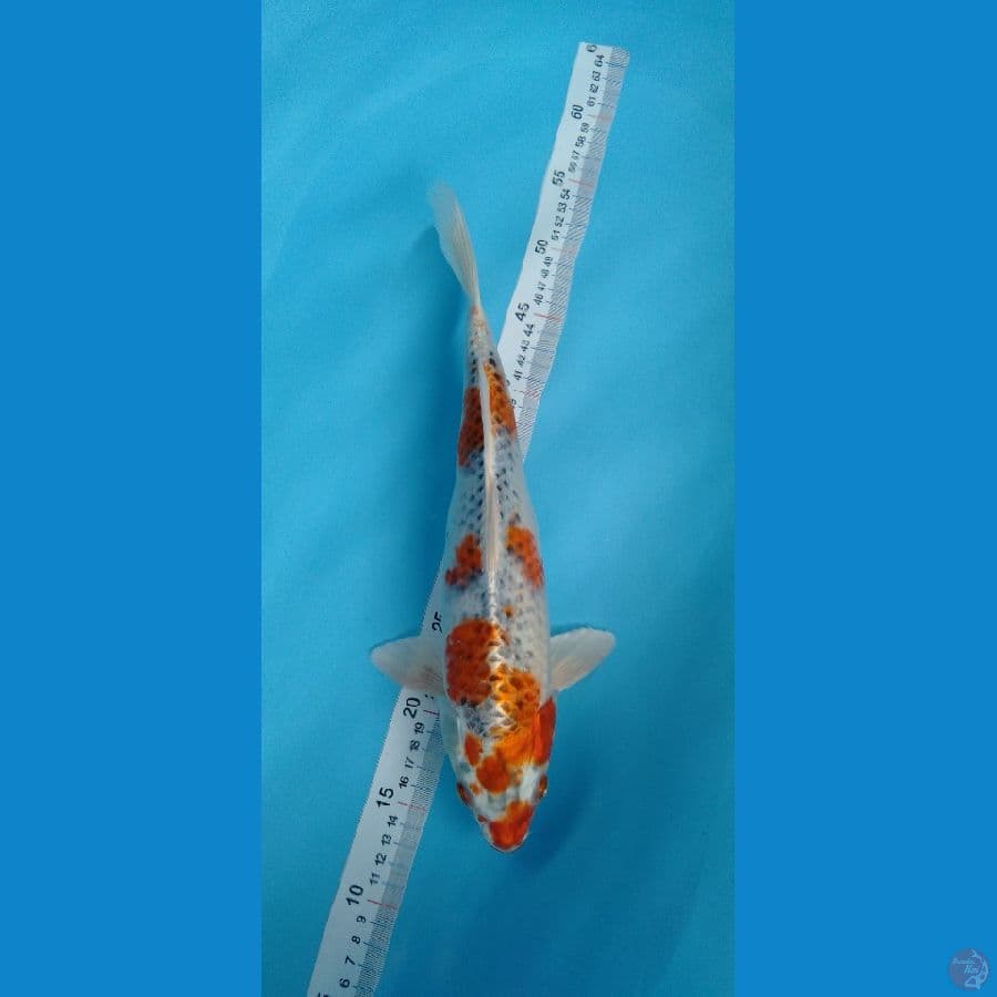 Kujaku 37cm