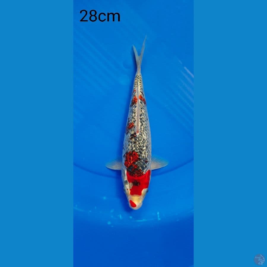 GOSIKI GINDRIN 28 CM