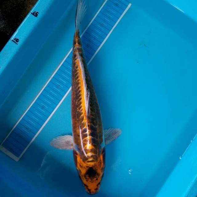 Kujaku doits 38 cm