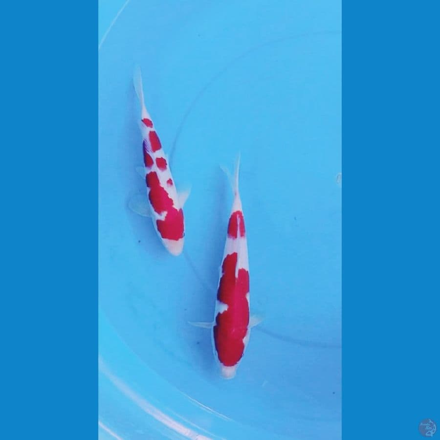 kohaku size 24_25cm