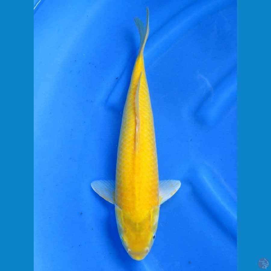 Karashigoi, 35cm