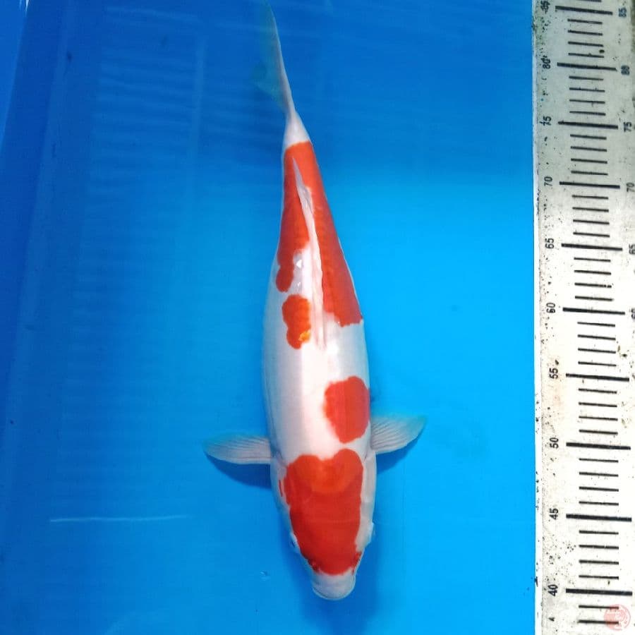 Kohaku doit 38 cm