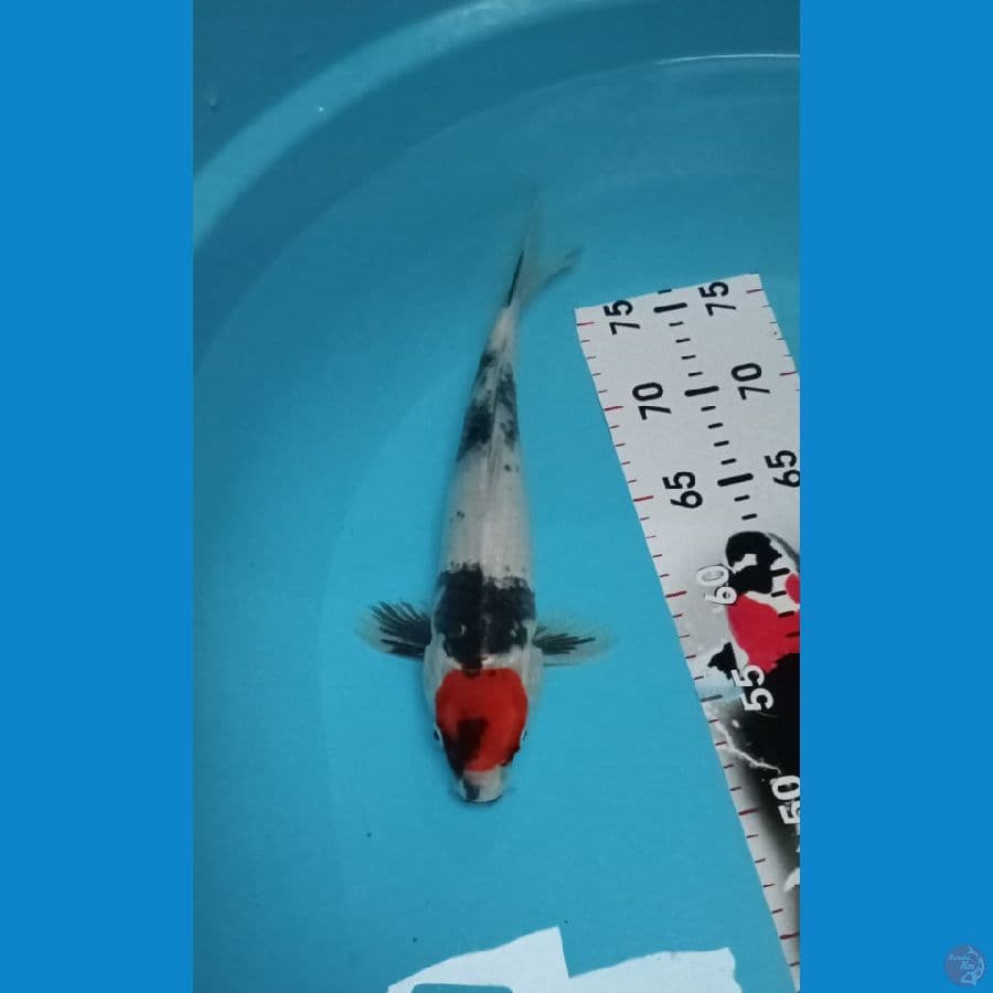 Tanco Showa Male 30cm™