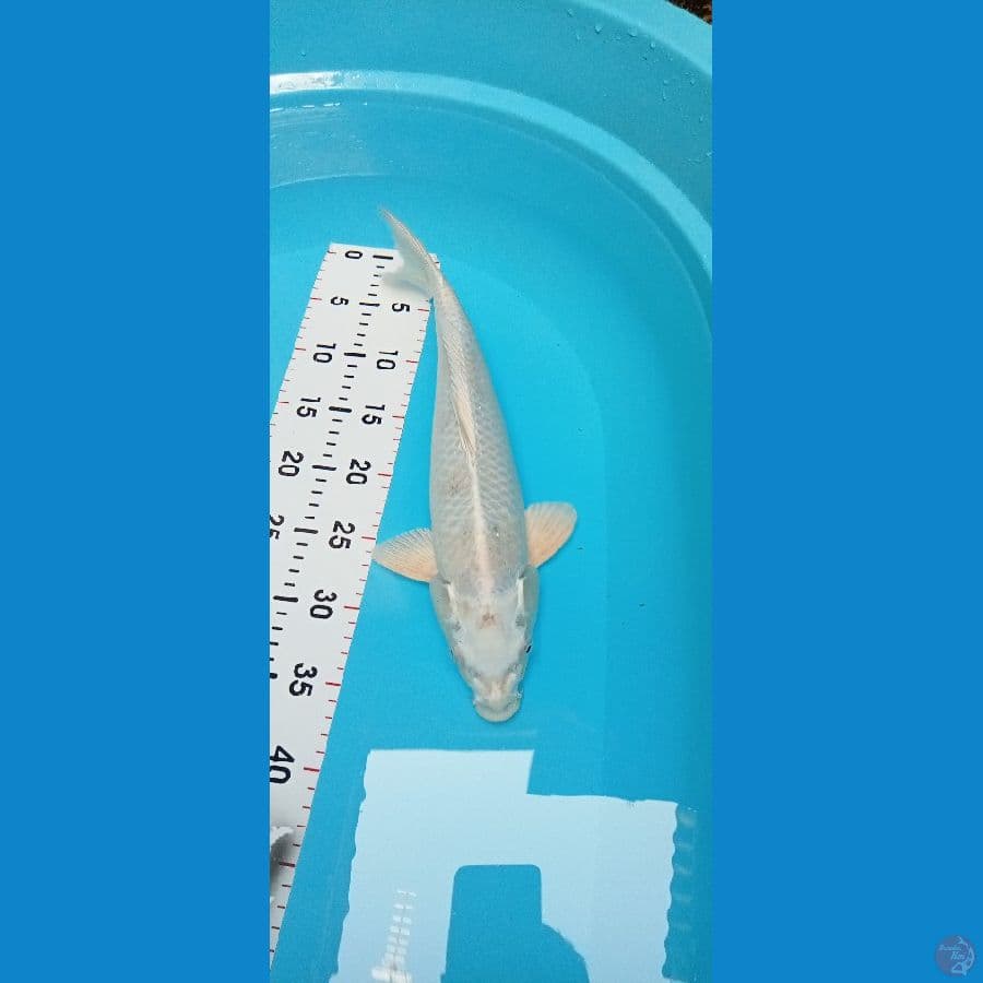 Platinum Ogon Male 39cm™