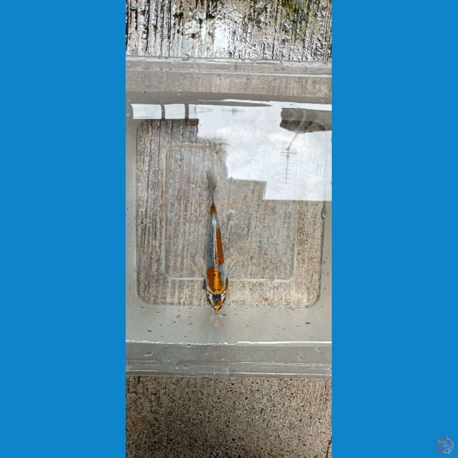 Minion Kawarimono A SQ 12cm™