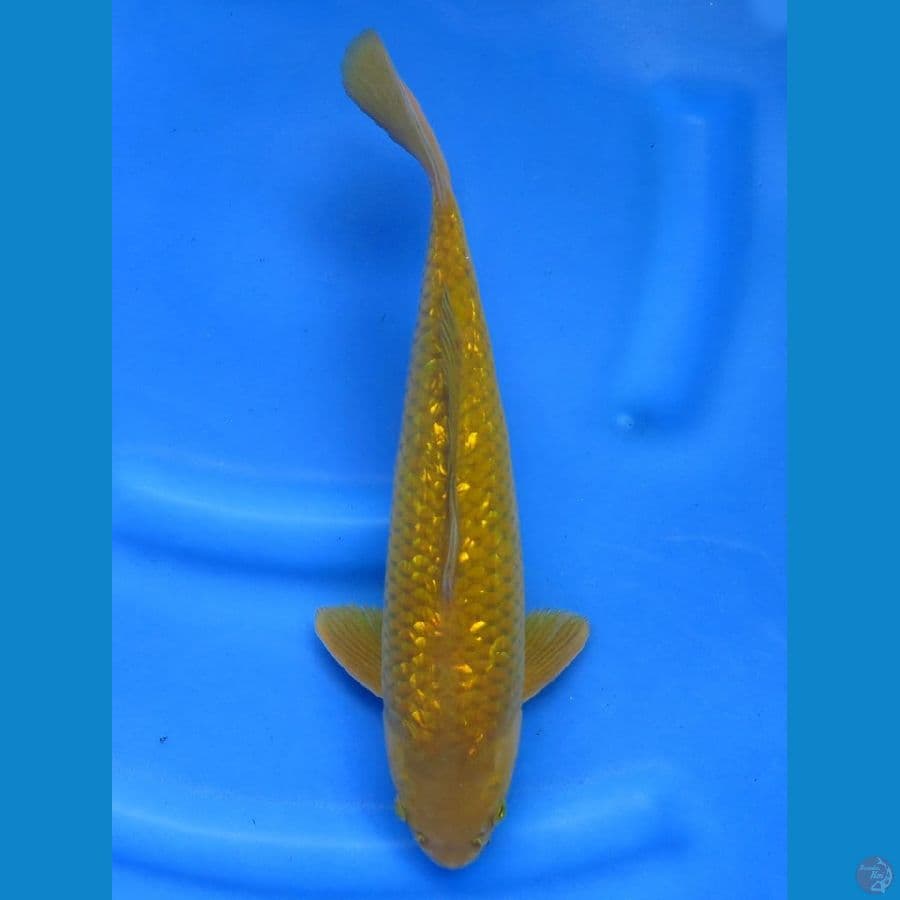 35cm , Chagoi