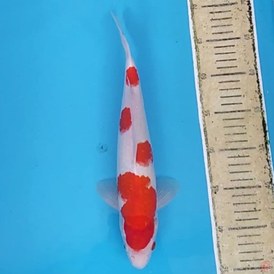 Kohaku Ganteng ~33 M