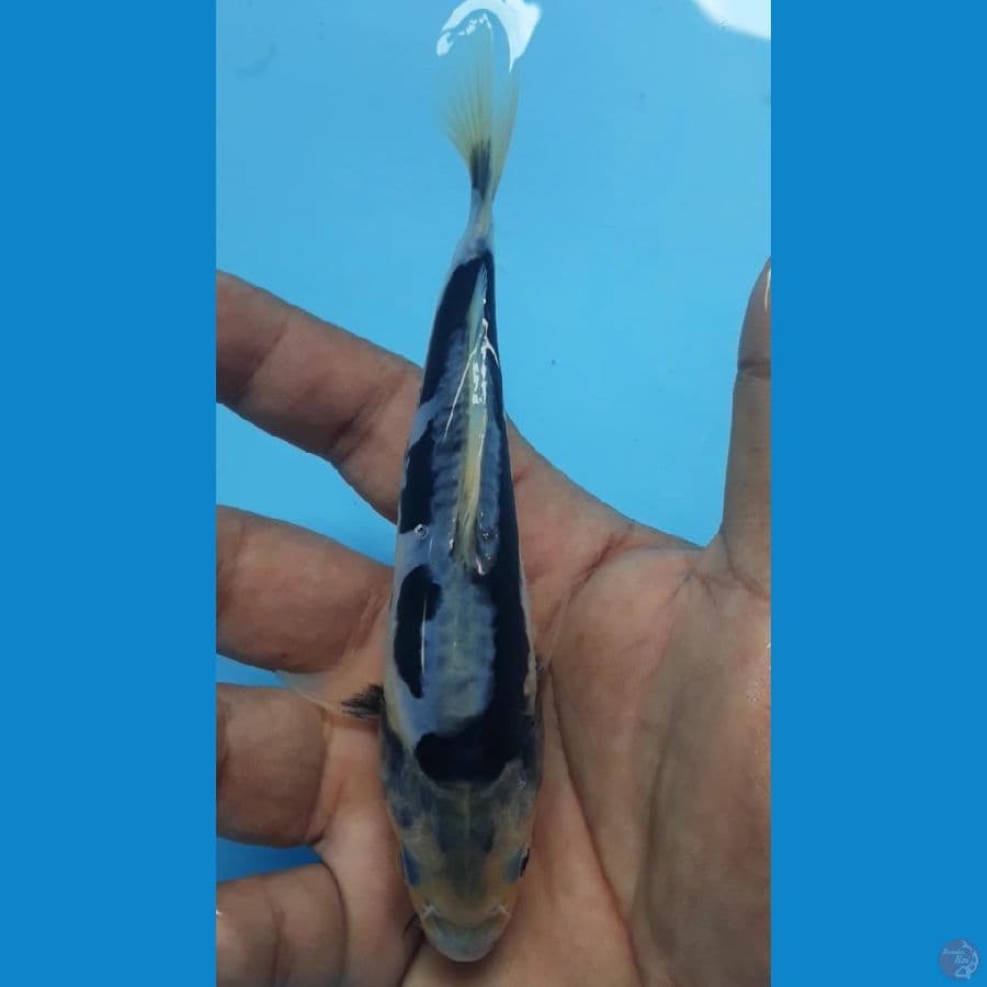 kumoh 14cm