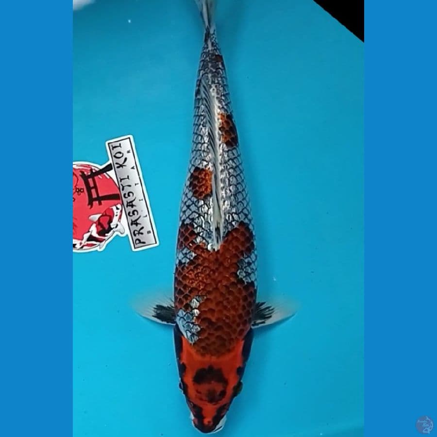 M35 cm