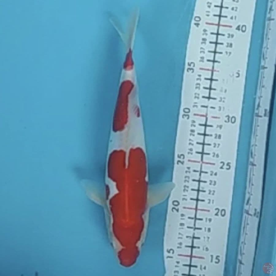 kohaku doit 27cm