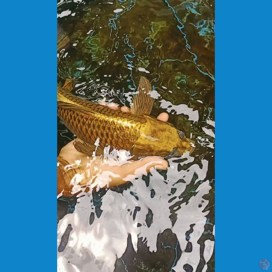 Kumpay Gold 36cm