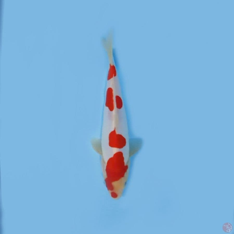 KOHAKU doits 22.Cm
