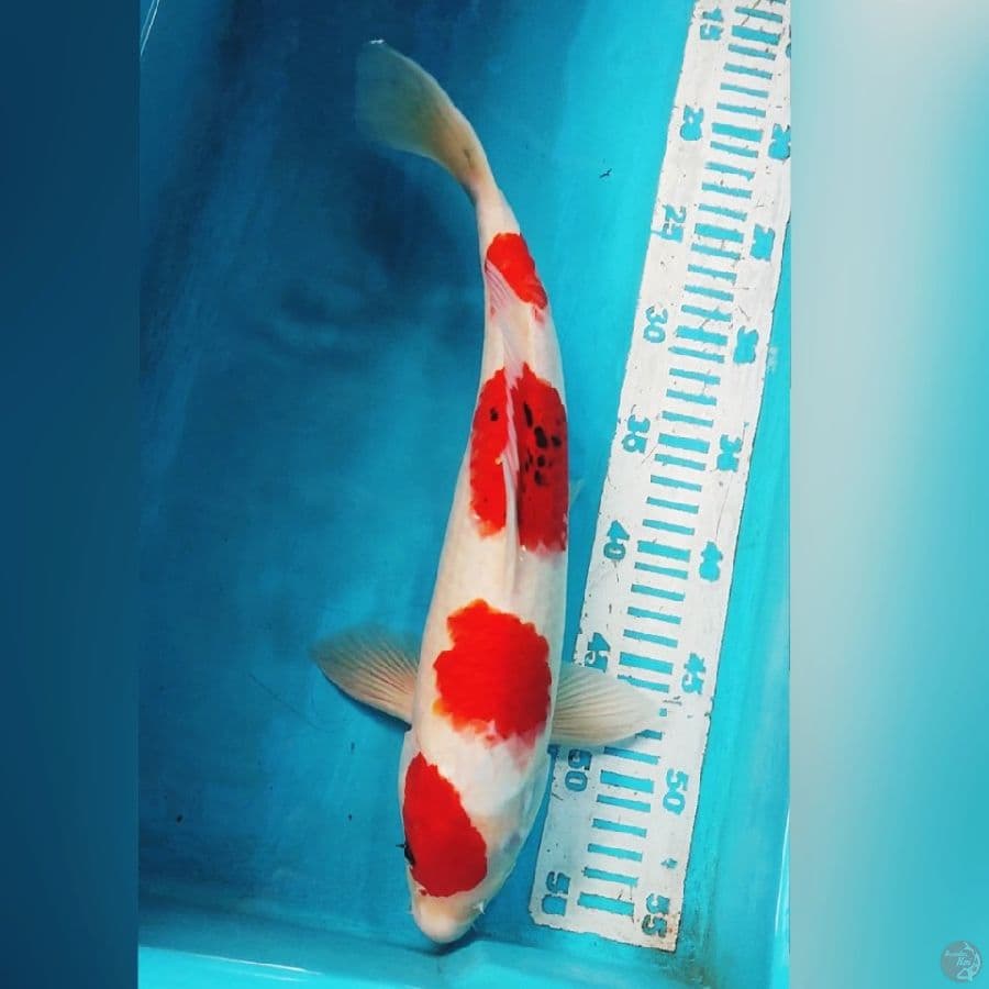 SANKE 38CM MALE