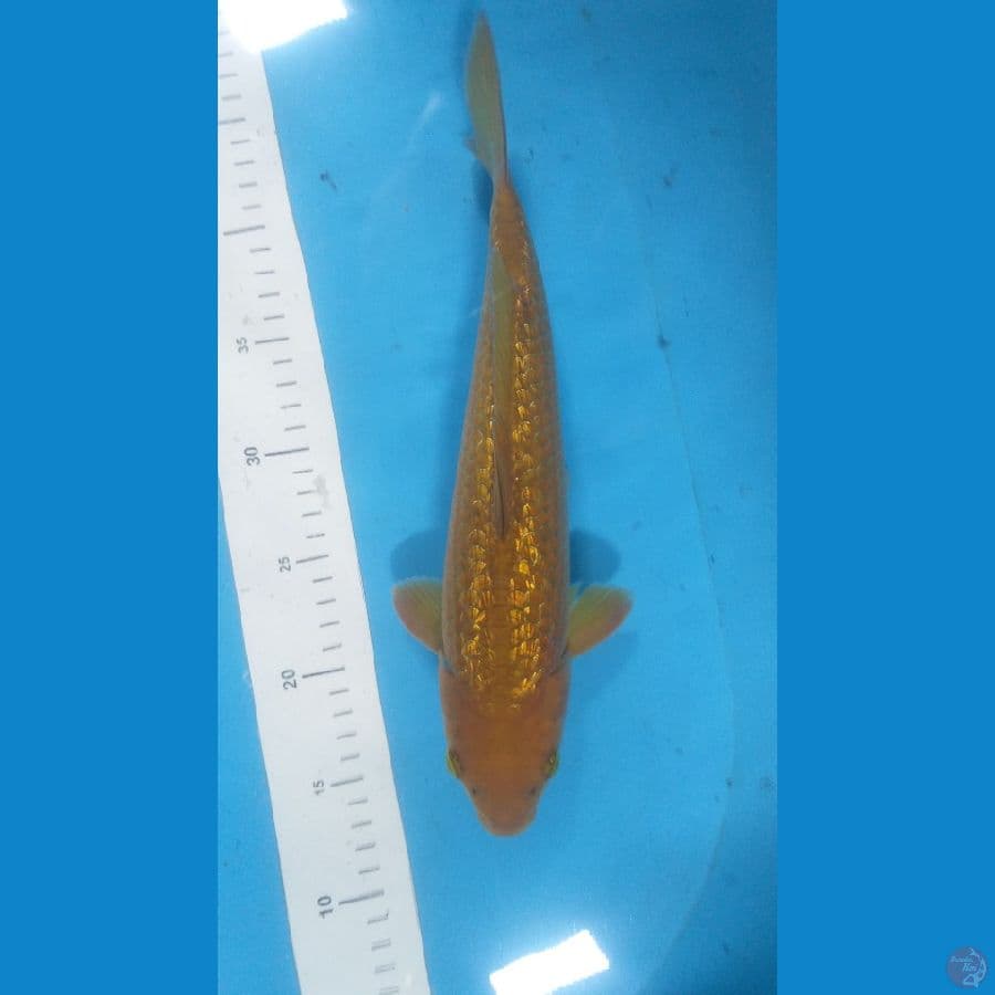 Chagoi Ginrin 31cm