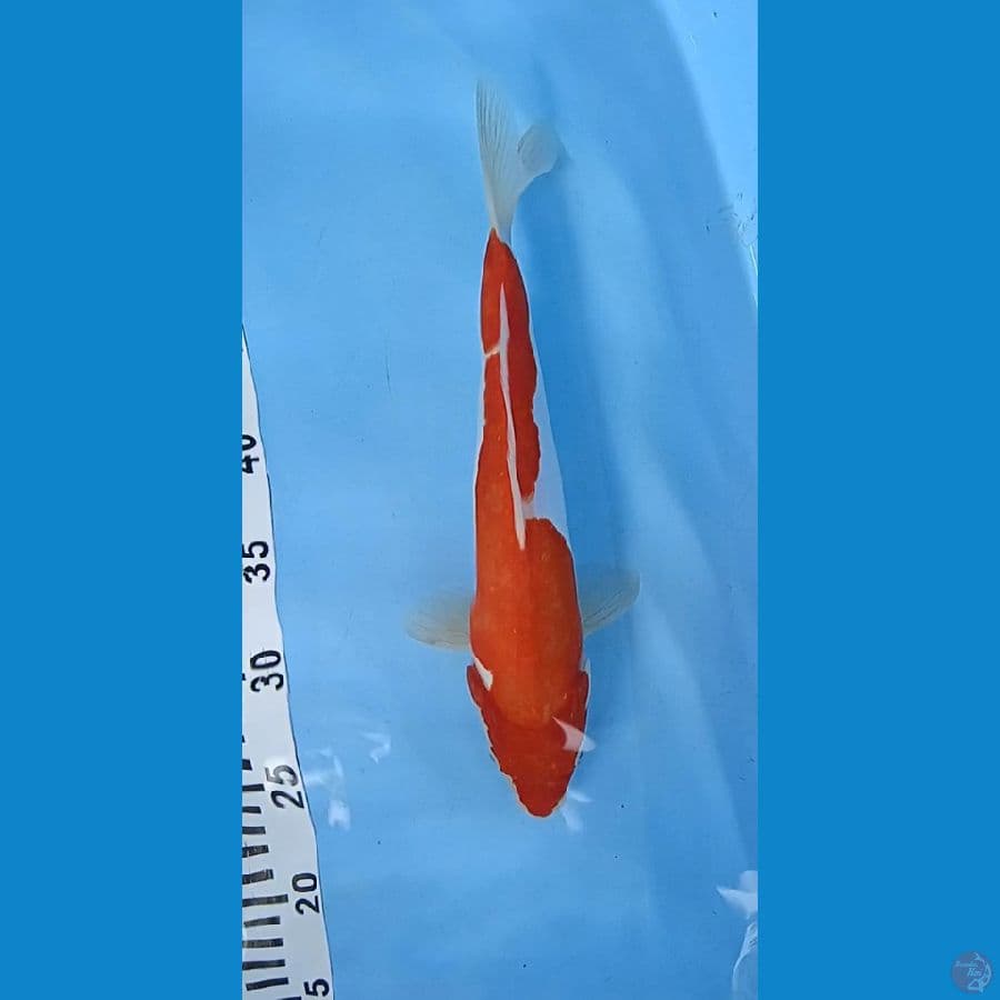 doitshu murni aize 32 cm jantan