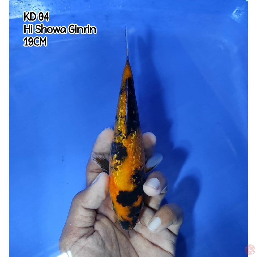 KD 04