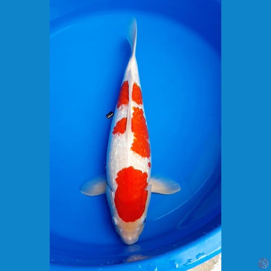 STRONG KOHAKU GINRIN 43cm