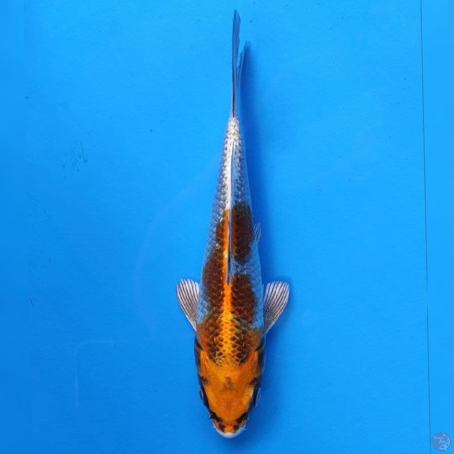 Genjiro Kujaku