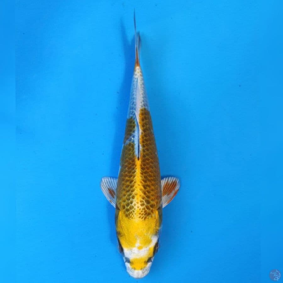 Genjiro Kujaku