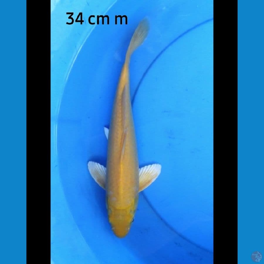 Karashi male red eye 34 cm