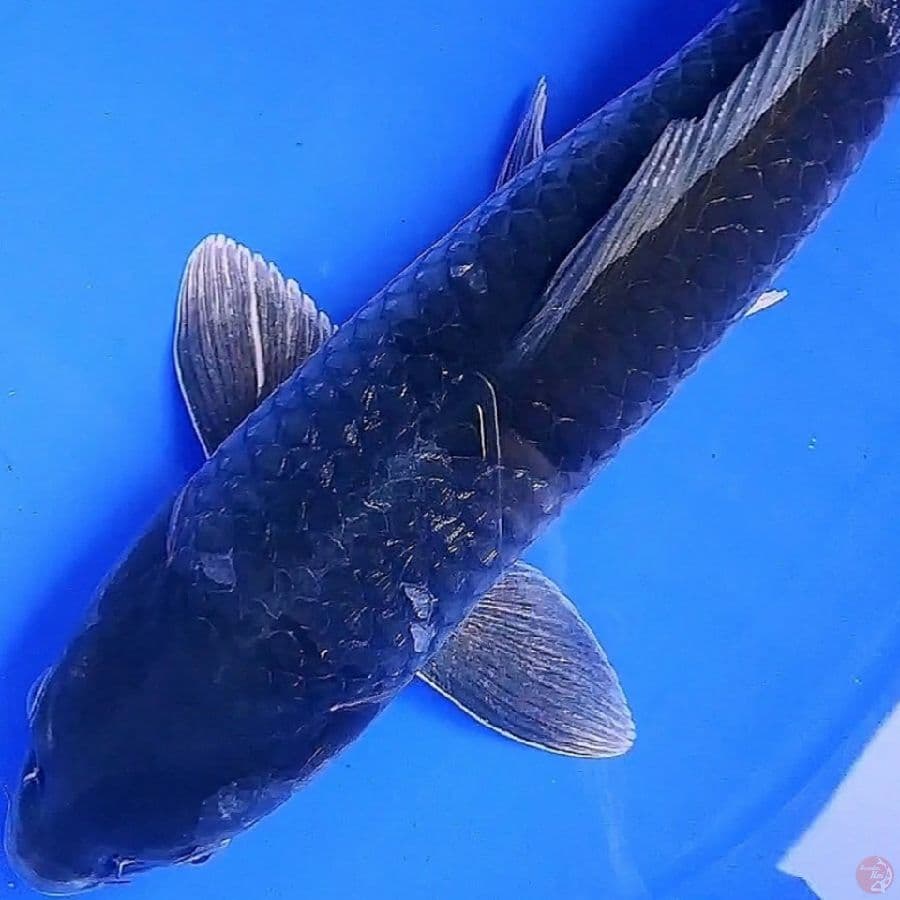 F50cm, spesial jumbo murah Hikari ginrin ochiba hitam