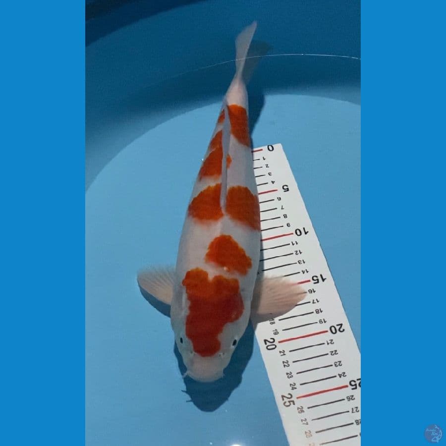 kohaku akf m37cm