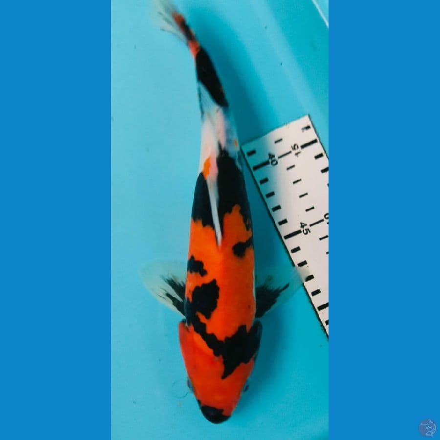 showa 28cm