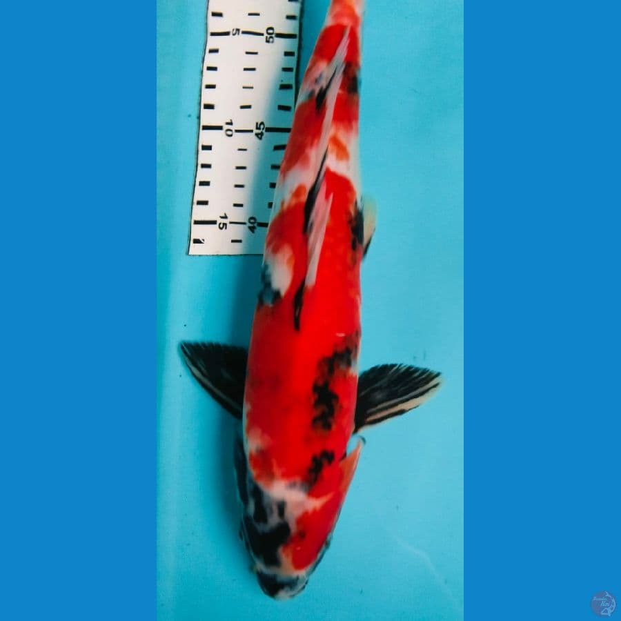 showa 35cm
