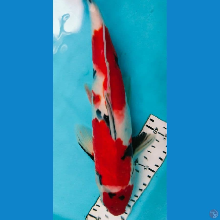 showa 32cm