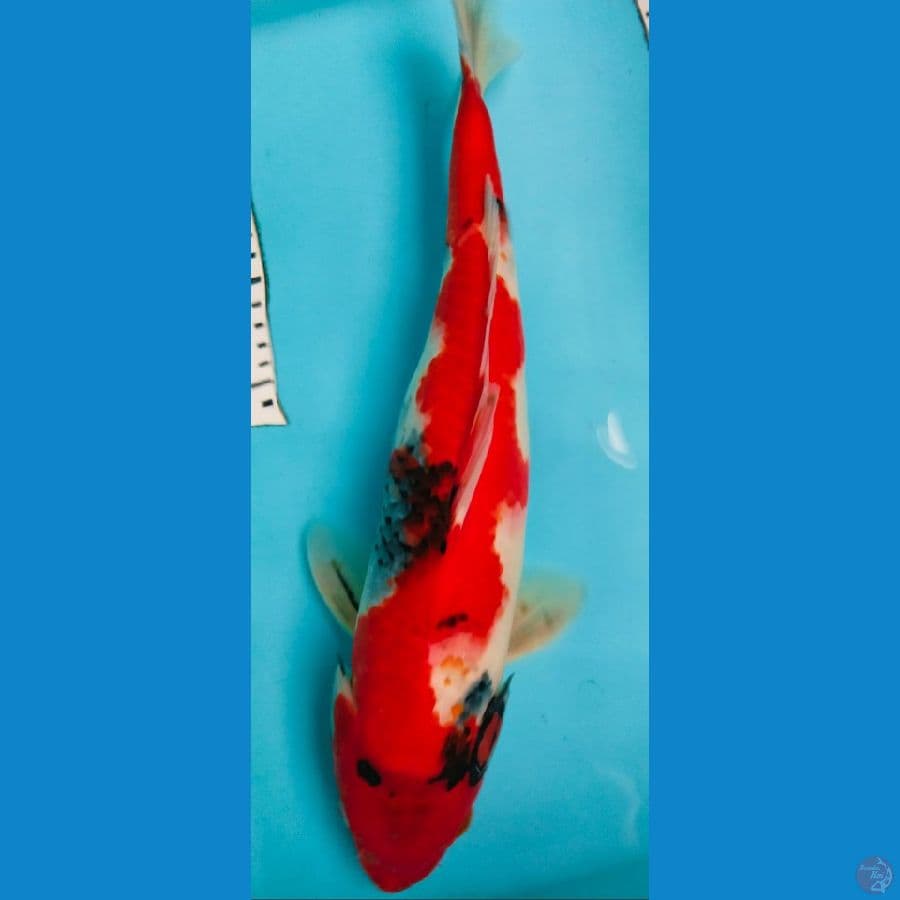 showa 37cm