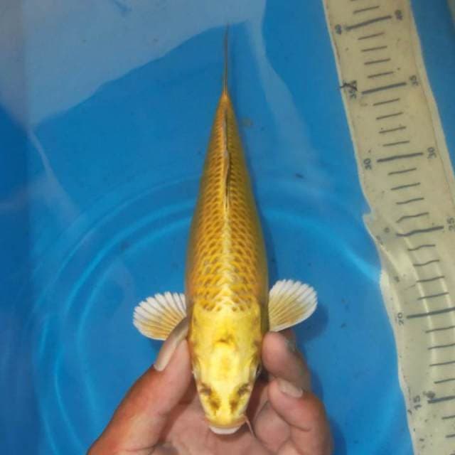 MUKASHI OGON