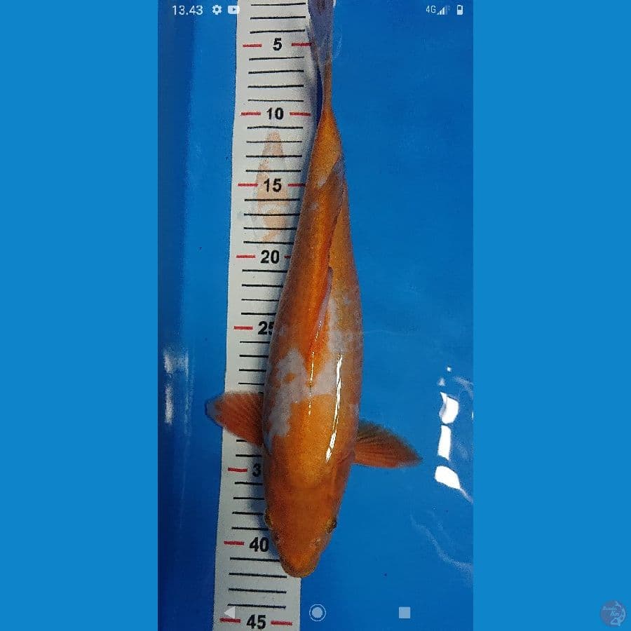 karasi asagi male 37 cm