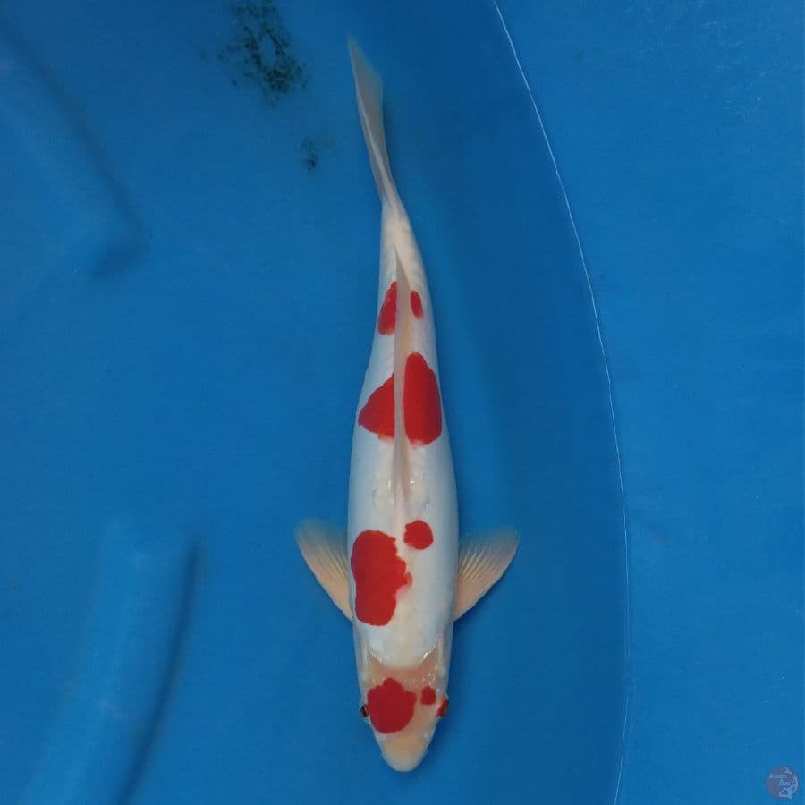 DOITSU KOHAKU MURNI 35CM MALE