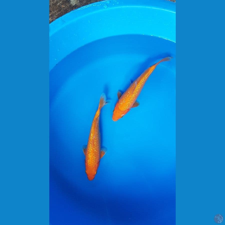 red karasi 24cm