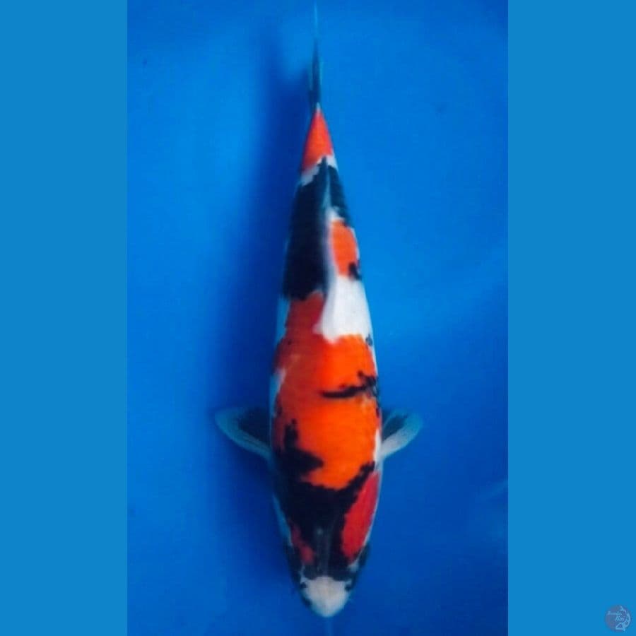 Showa Sansoku