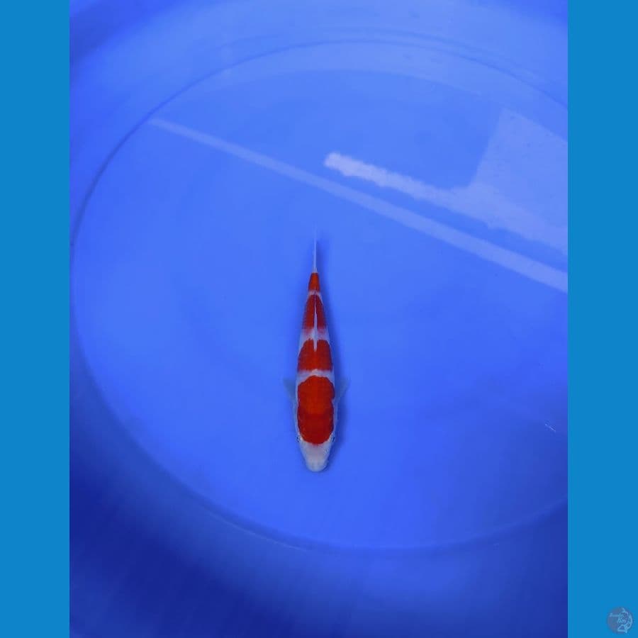 minion kohaku 15cm