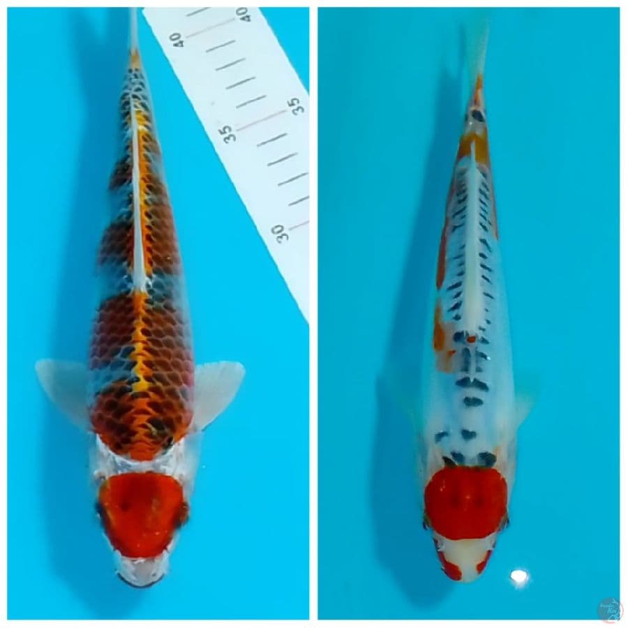 (2 ekor) Maru Tancho 27 28cm