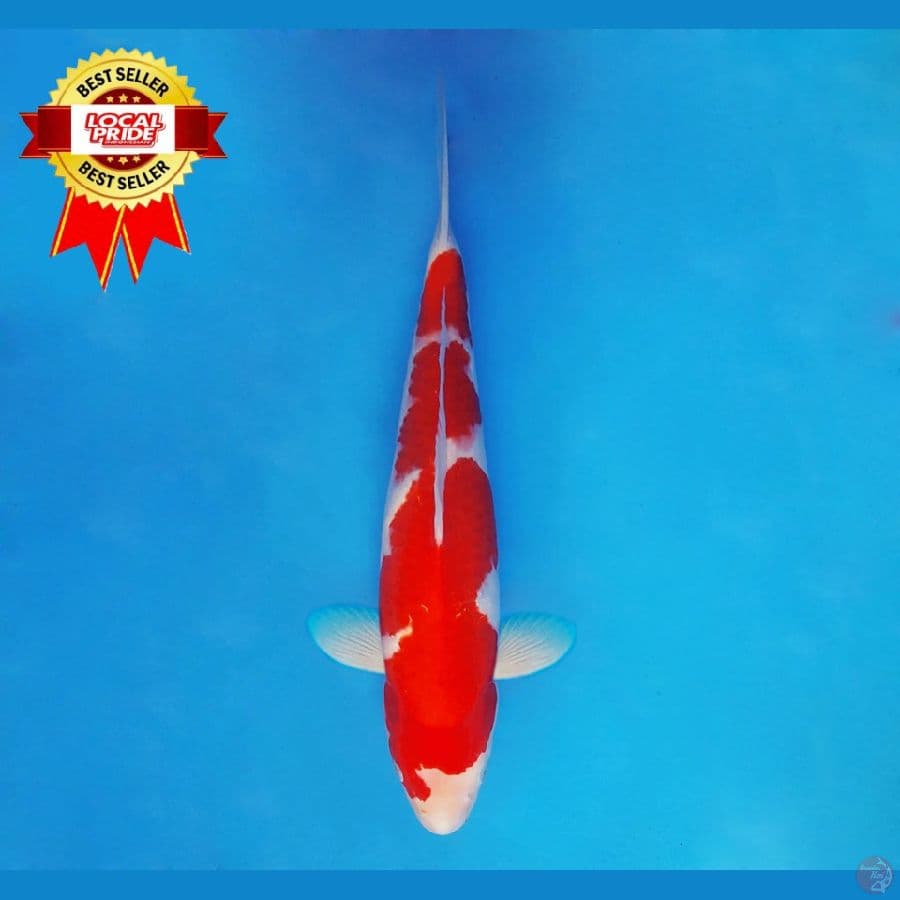 MAGOI 1 ~ Kohaku 39 cm/male ™