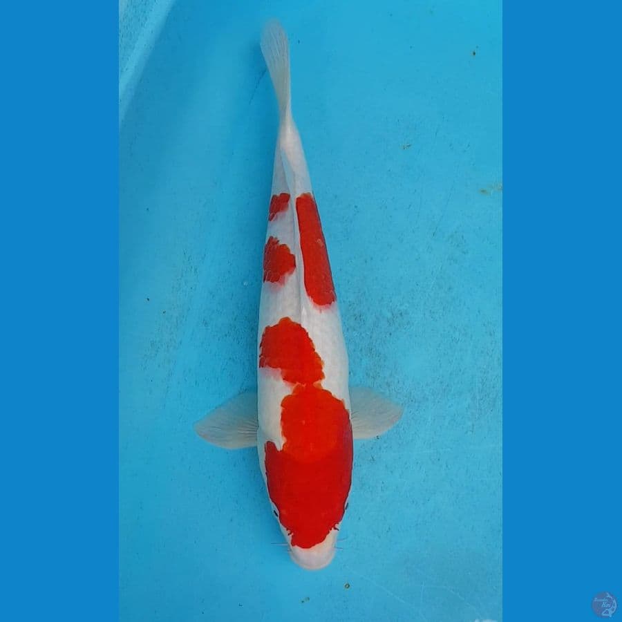 STRONG KOHAKU 47cm