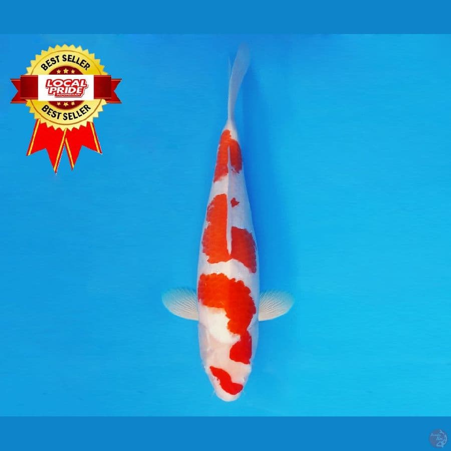 MAGOI 4 ~ Kohaku 37 cm/fm ™