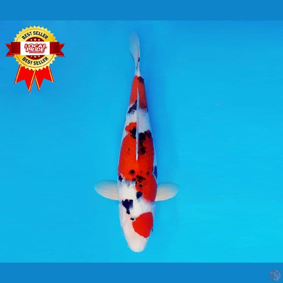 MAGOI 5 ~ SANKE 36 cm/fm ™