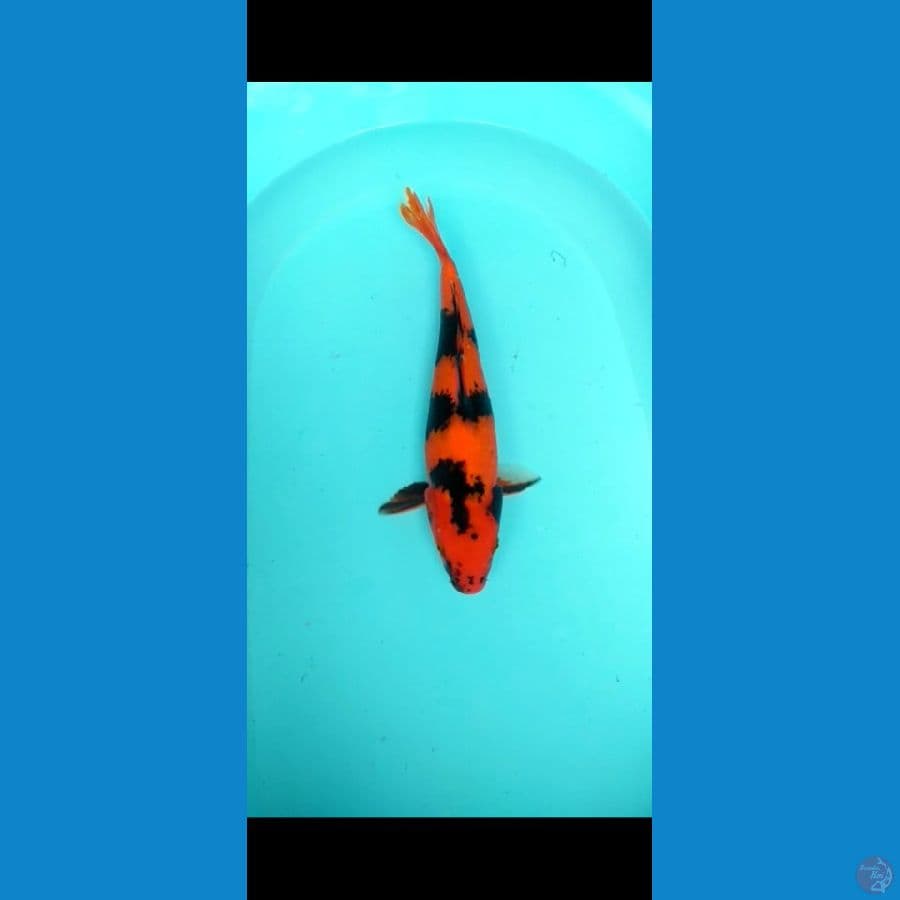 utsuri 37 cm