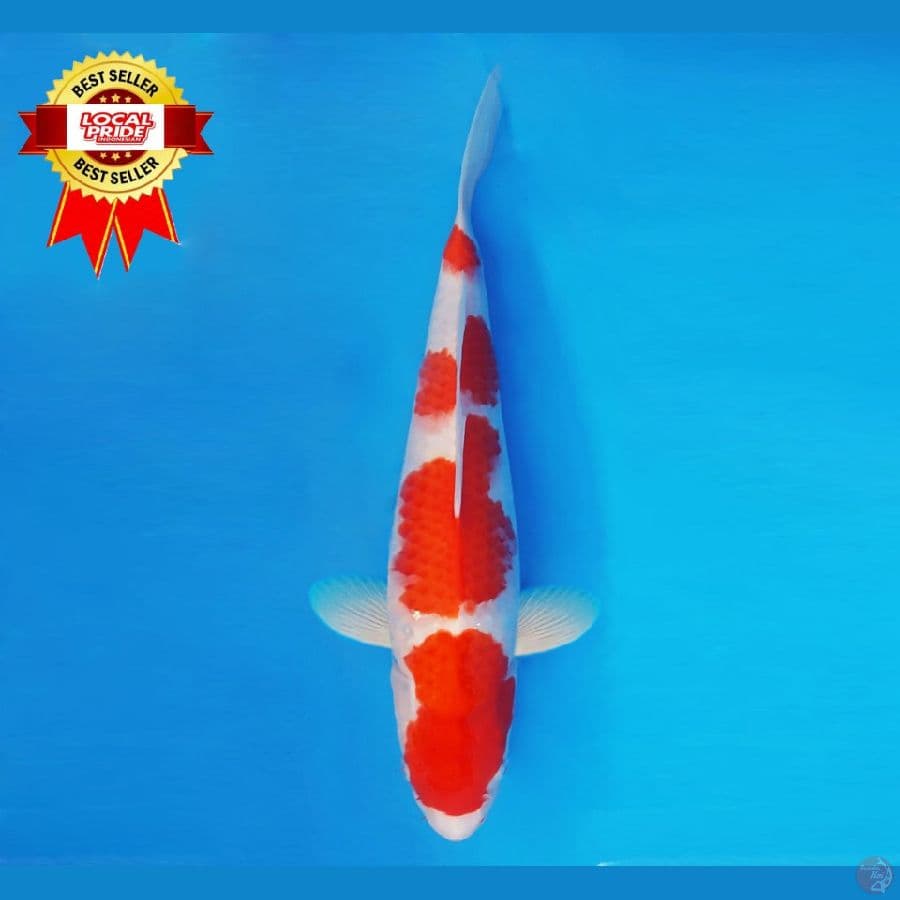 MAGOI 7 ~ Kohaku 36 cm/fm ™