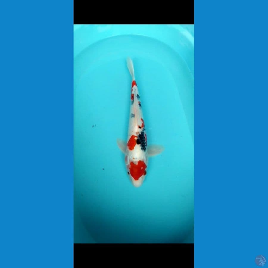 showa 43 cm
