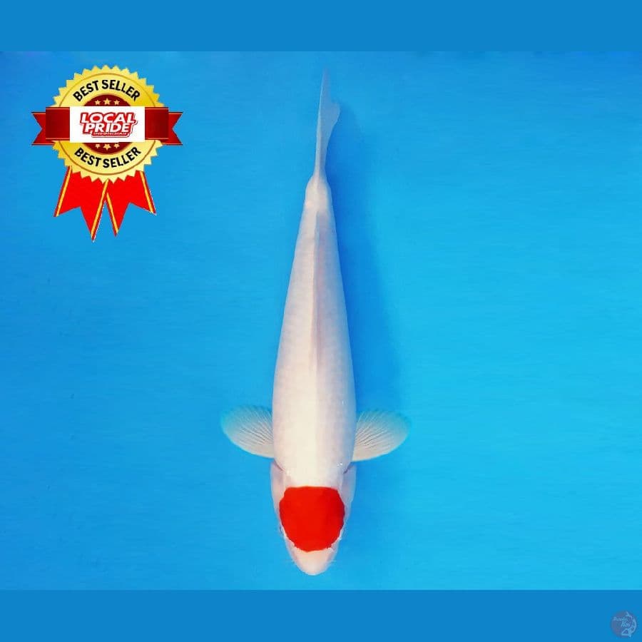 MAGOI 8 ~ Original Tancho 33 cm/fm ™