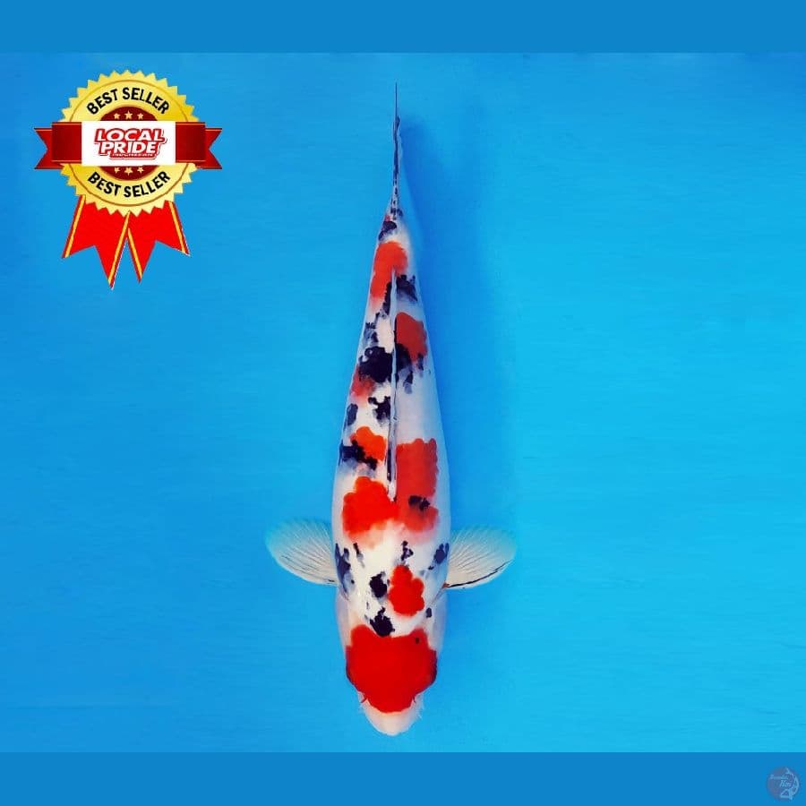 MAGOI 9 ~ Maruten Sanke 36 cm/fm ™