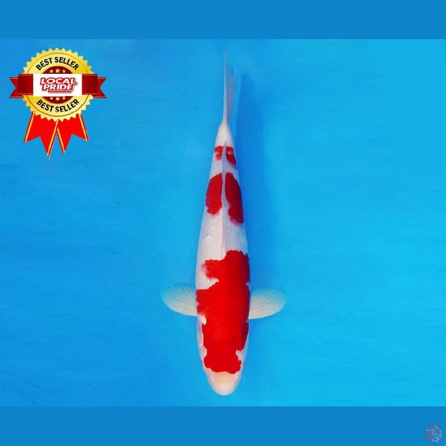 MAGOI 13 ~ Kohaku 35 cm/male ™